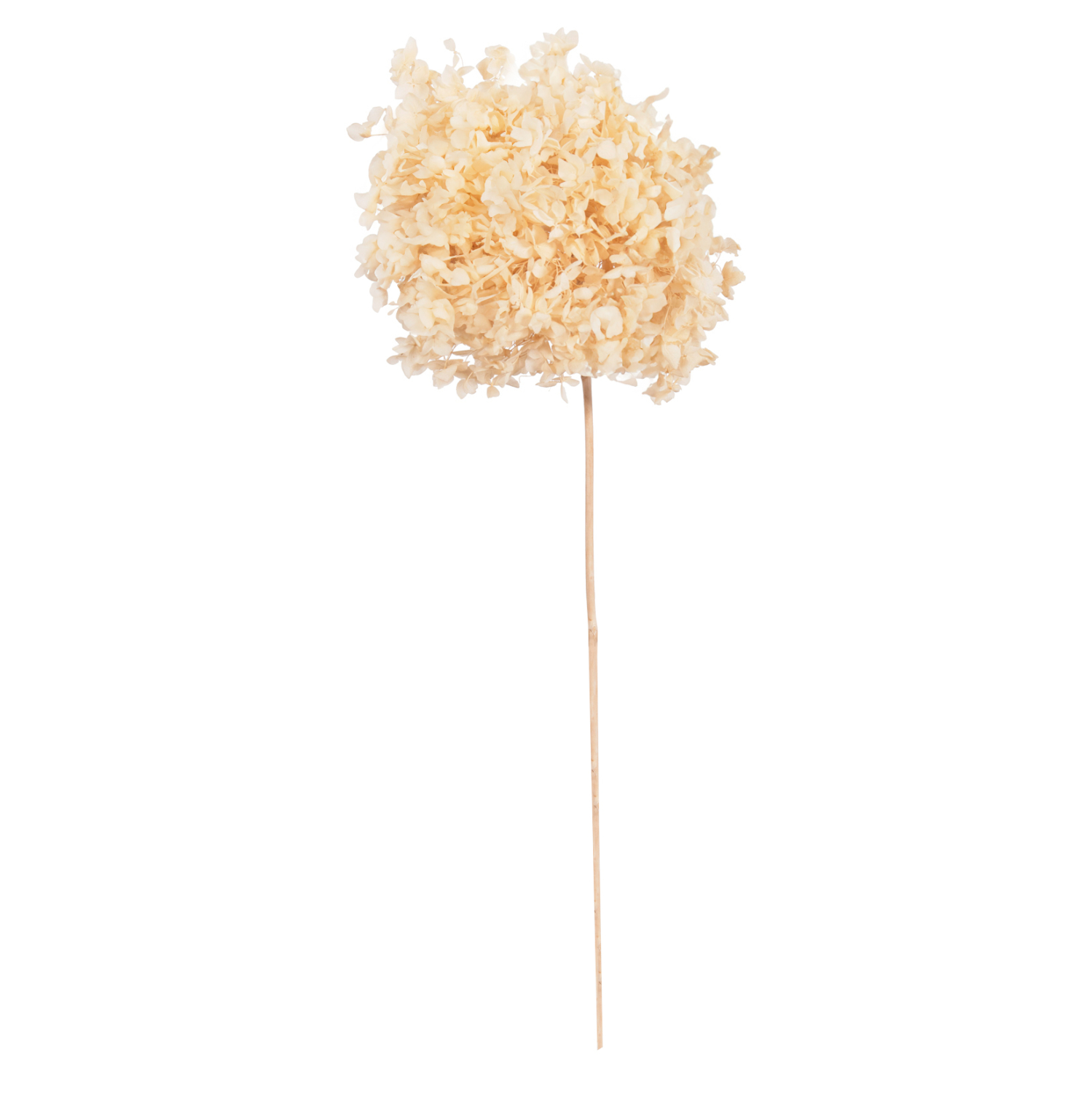 ΔΙΑΚΟΣΜΗΤΙΚΟ ΑΠΟΞΗΡΑΜΕΝΟ ΛΟΥΛΟΥΔΙ ΟΡΤΑΝΣΙΑ FB97954 ΕΚΡΟΥ 55Υεκ.