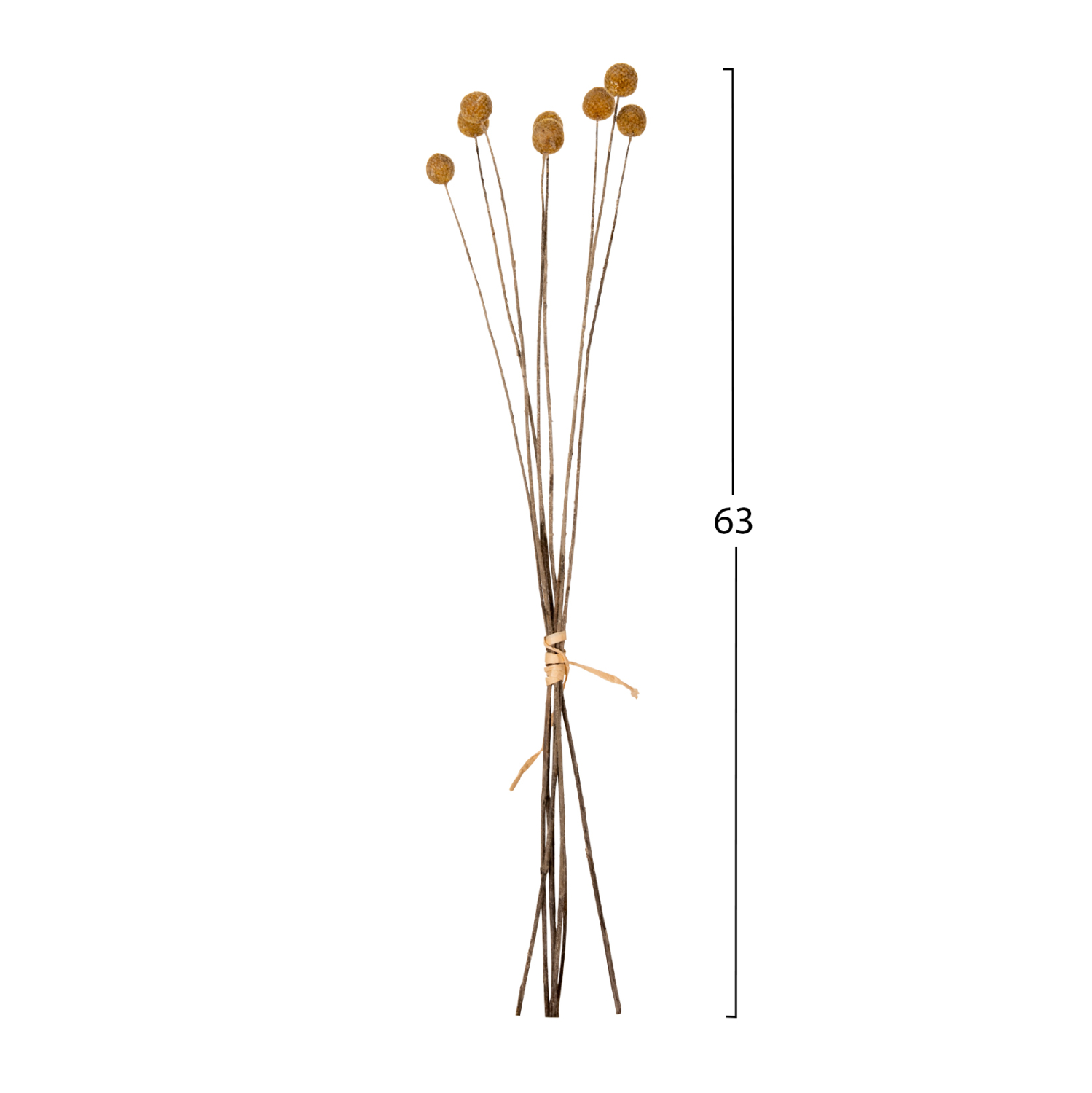 ΔΙΑΚΟΣΜΗΤΙΚΟ ΑΠΟΞΗΡΑΜΕΝΟ ΜΠΟΥΚΕΤΟ CRASPEDIA GLOBOSA FB97956 ΚΙΤΡΙΝΟ 63Υεκ. - Image 2