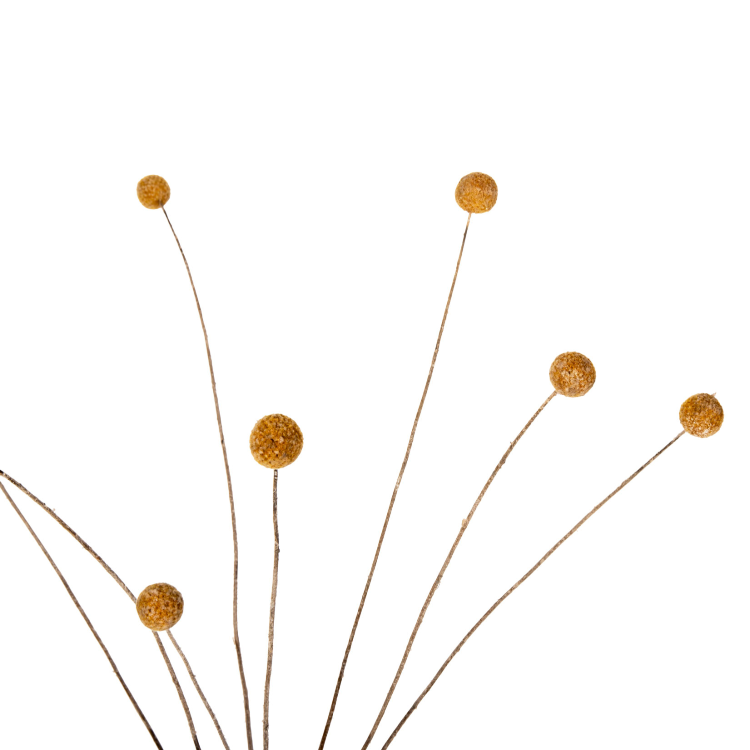 ΔΙΑΚΟΣΜΗΤΙΚΟ ΑΠΟΞΗΡΑΜΕΝΟ ΜΠΟΥΚΕΤΟ CRASPEDIA GLOBOSA FB97956 ΚΙΤΡΙΝΟ 63Υεκ. - Image 3