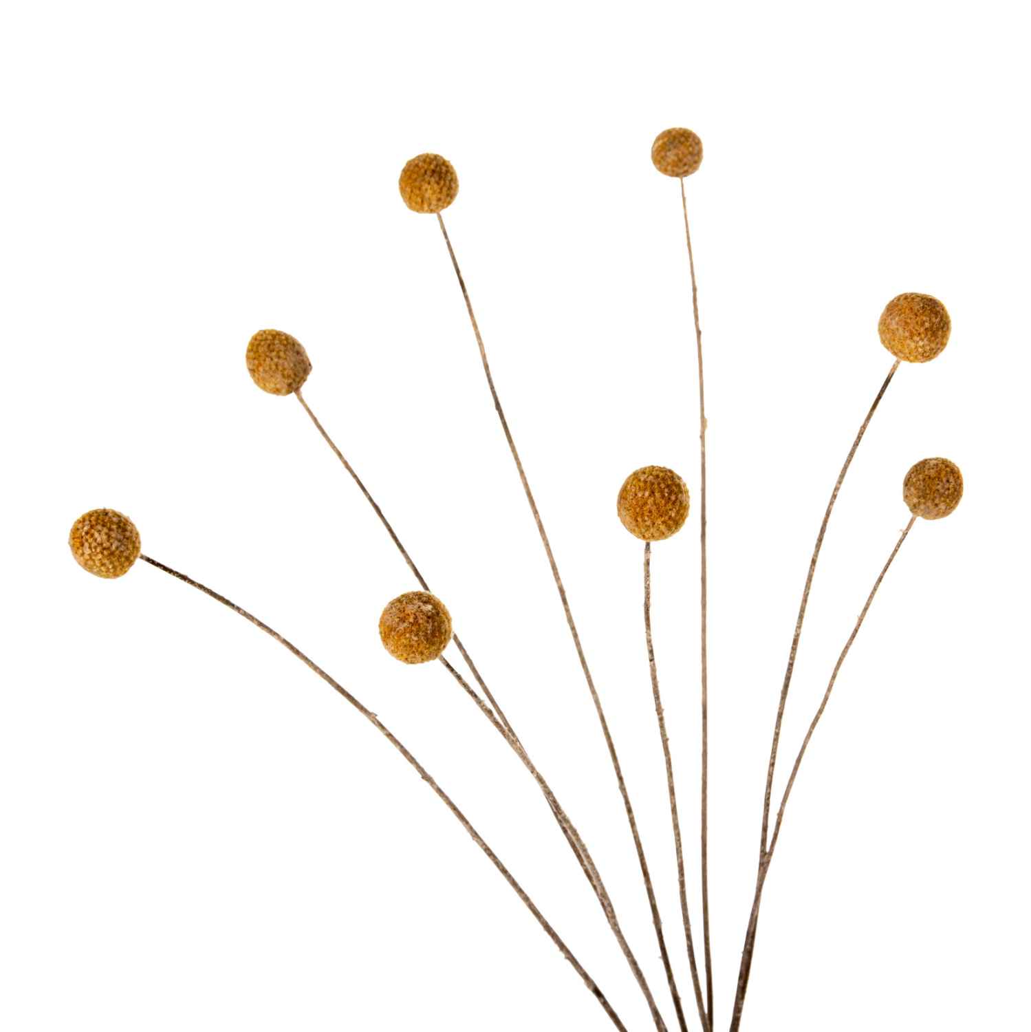 ΔΙΑΚΟΣΜΗΤΙΚΟ ΑΠΟΞΗΡΑΜΕΝΟ ΜΠΟΥΚΕΤΟ CRASPEDIA GLOBOSA FB97956 ΚΙΤΡΙΝΟ 63Υεκ. - Image 4