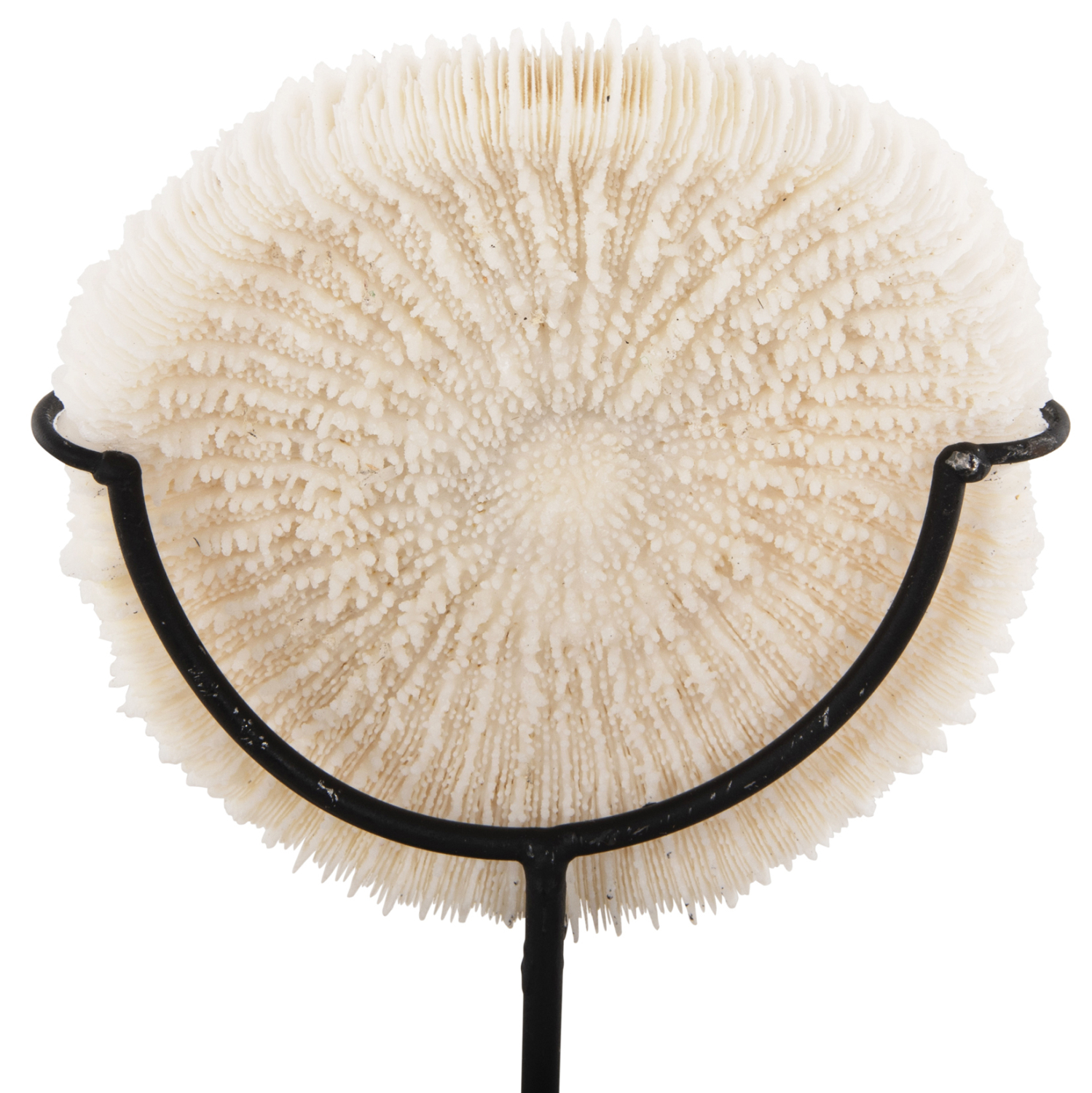 ΕΠΙΤΡΑΠΕΖΙΟ ΔΙΑΚΟΣΜΗΤΙΚΟ FB94273 ΚΟΡΑΛΙ ΣΕ ΦΥΣΙΚΟ-ΜΑΥΡΗ ΜΕΤΑΛΛΙΚΗ ΒΑΣΗ 8x8x16Υ εκ. - Image 4